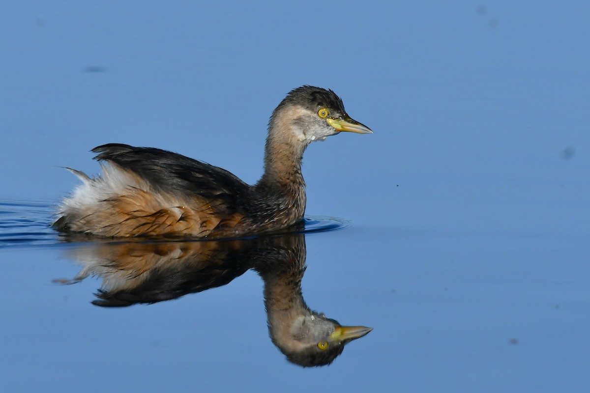 Australasian Grebe - ML638929326