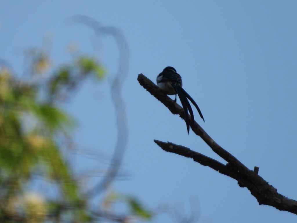 Pin-tailed Whydah - ML638929327