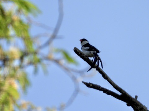Pin-tailed Whydah - ML638929328