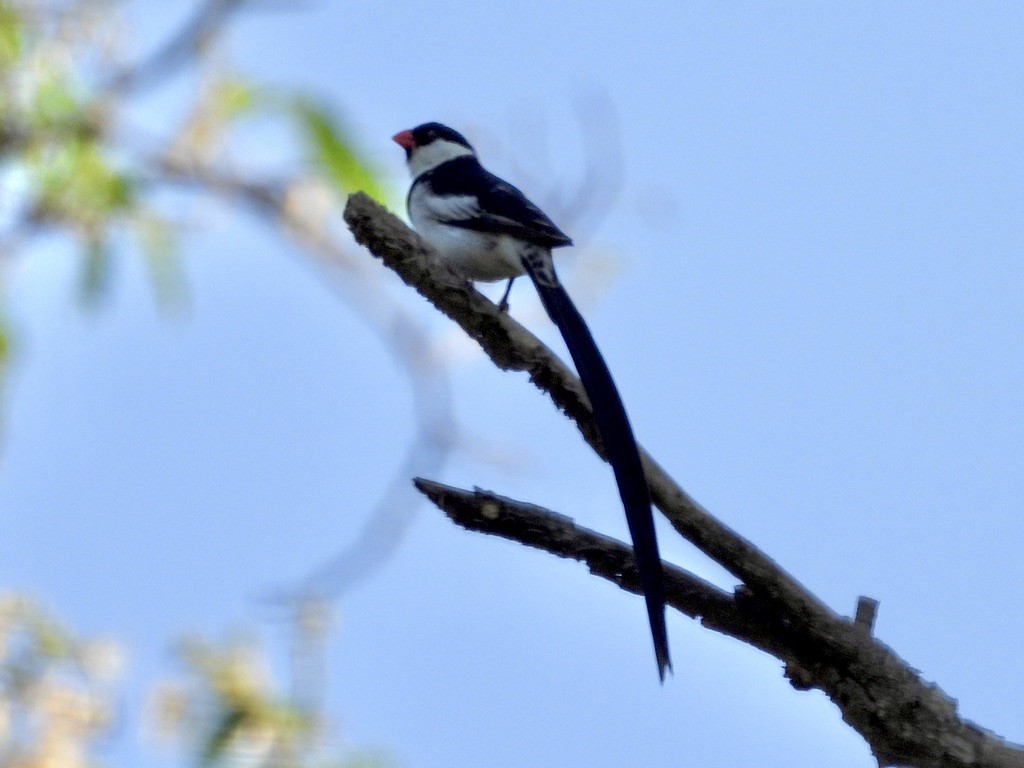 Pin-tailed Whydah - ML638929331