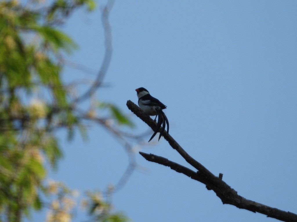 Pin-tailed Whydah - ML638929332