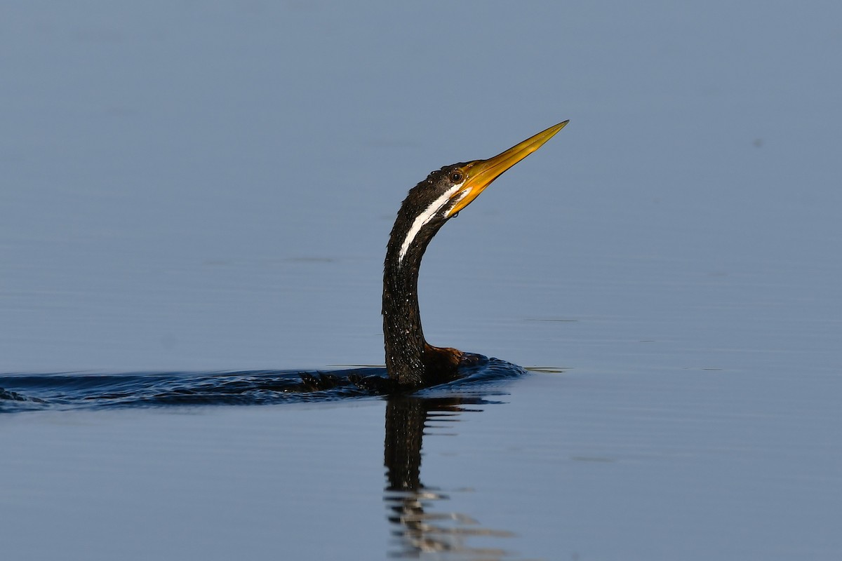 Australasian Darter - ML638929333