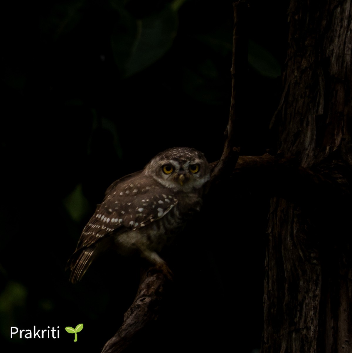 Spotted Owlet - ML638929334