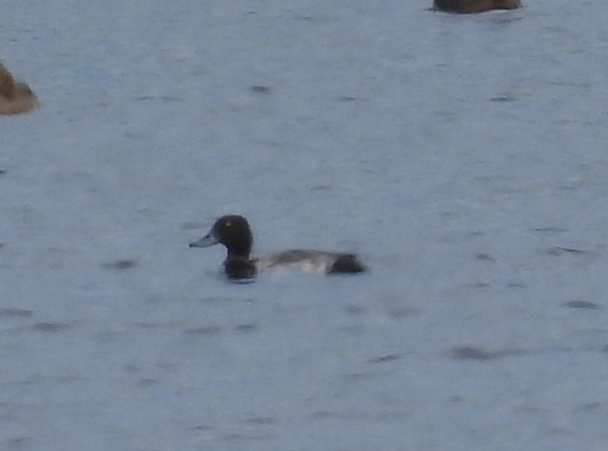 Lesser Scaup - ML638929336