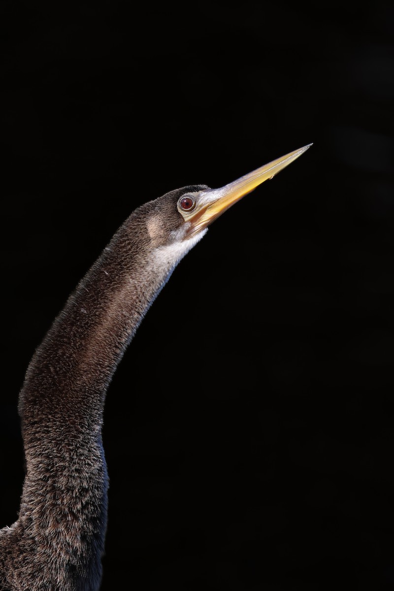 Anhinga - ML638929337