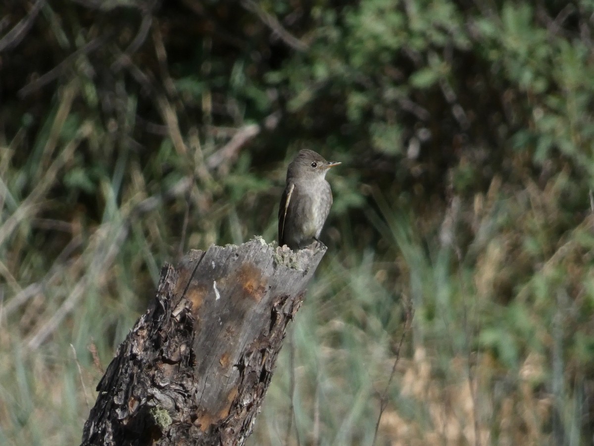 Western Wood-Pewee - ML638929342