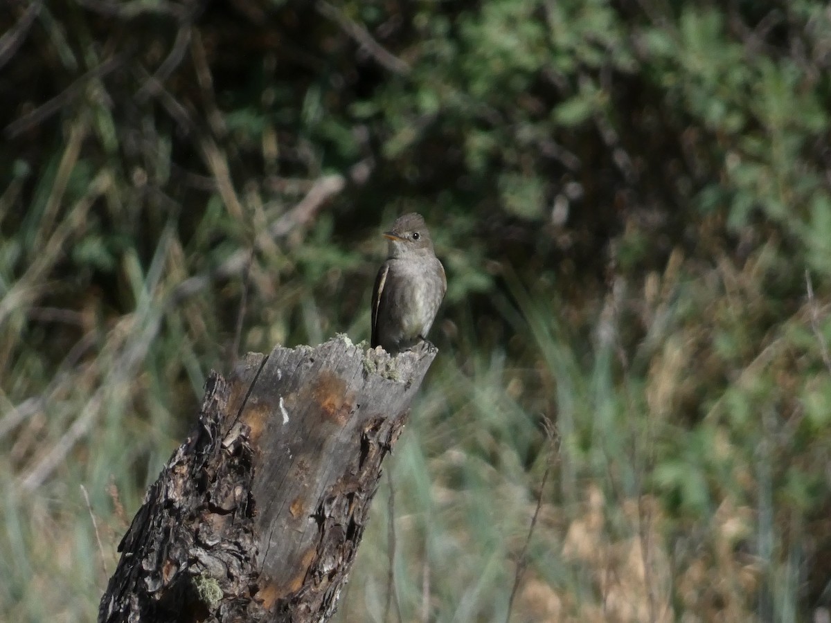Western Wood-Pewee - ML638929343