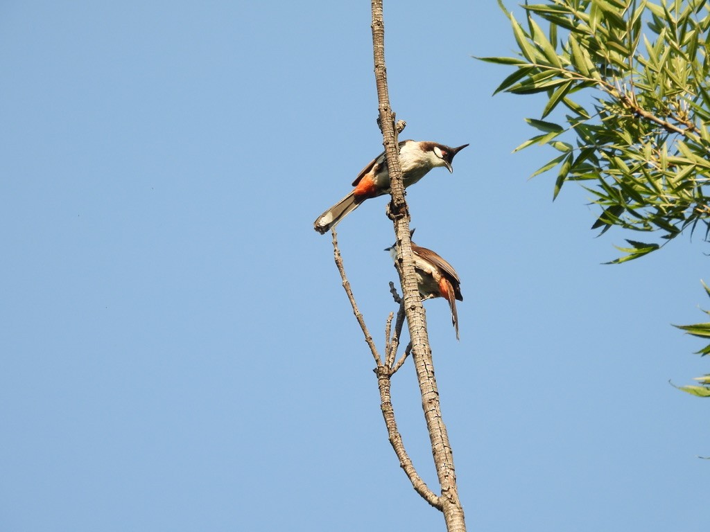 Red-whiskered Bulbul - ML638929344