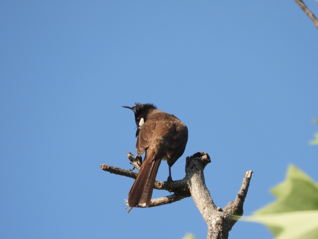 Red-whiskered Bulbul - ML638929345
