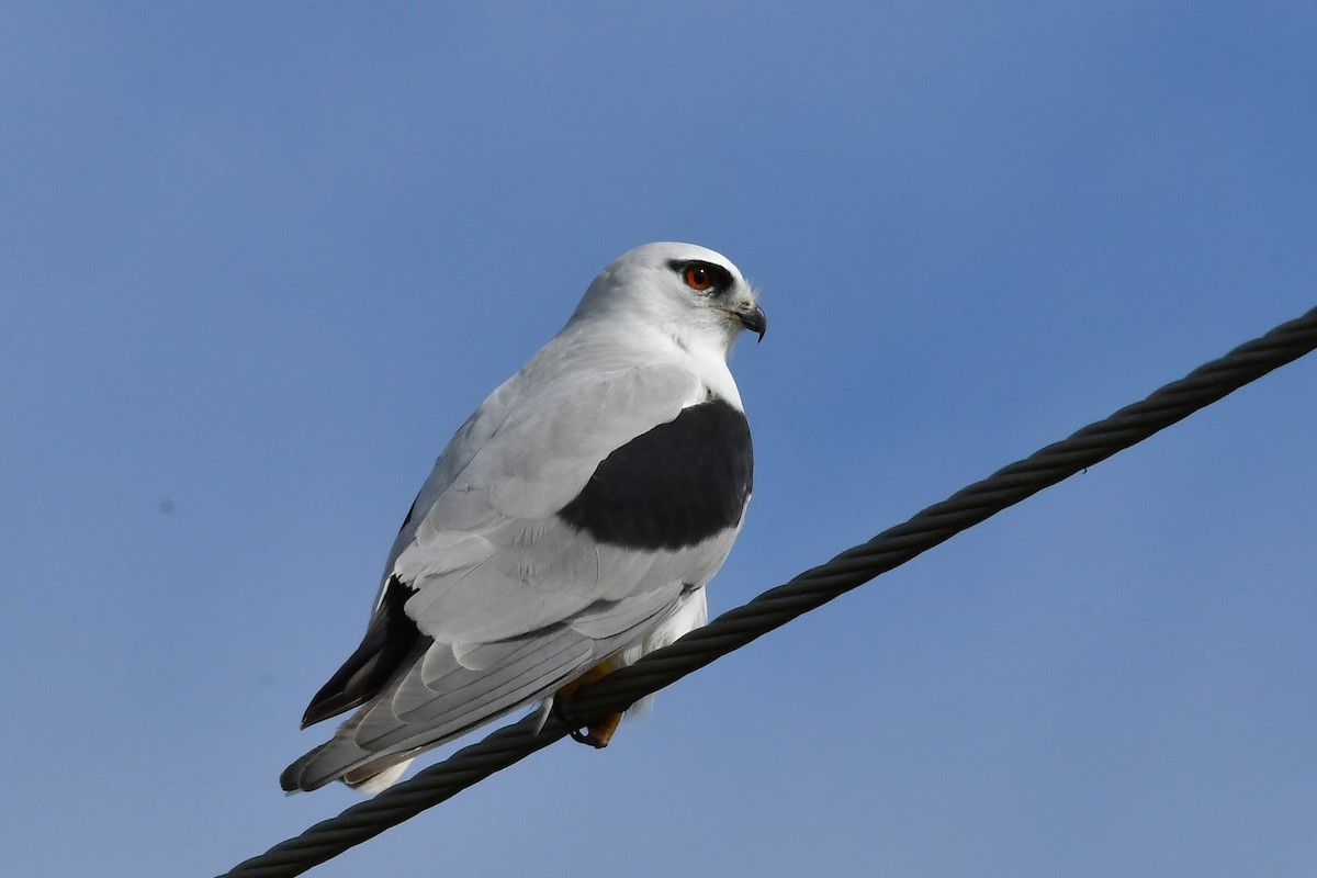 Black-shouldered Kite - ML638929347