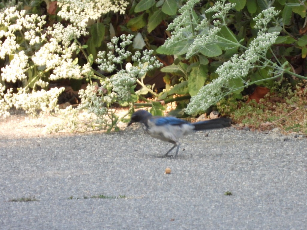 California Scrub-Jay - ML638929349