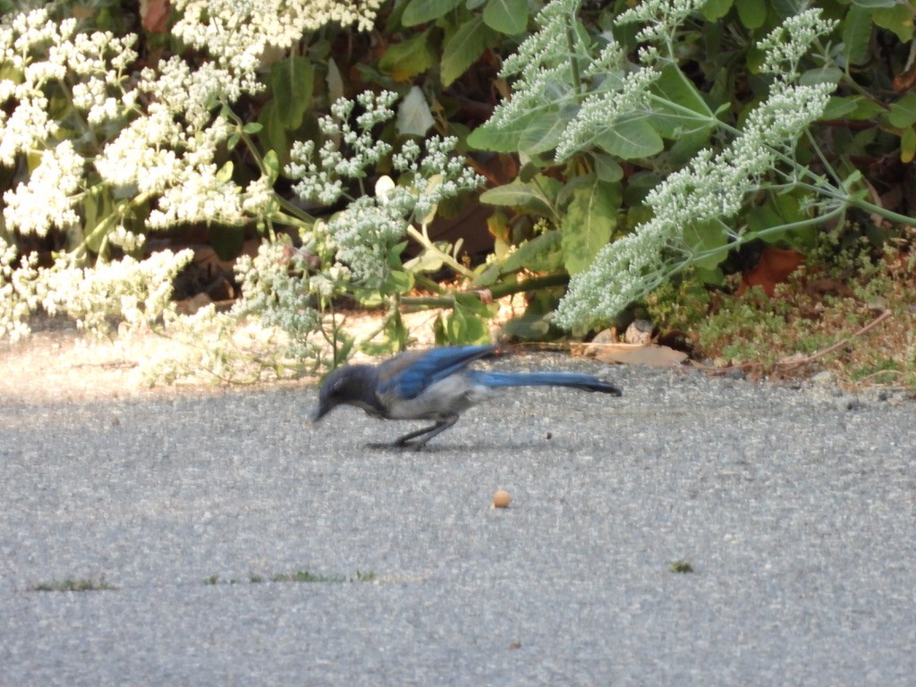 California Scrub-Jay - ML638929350