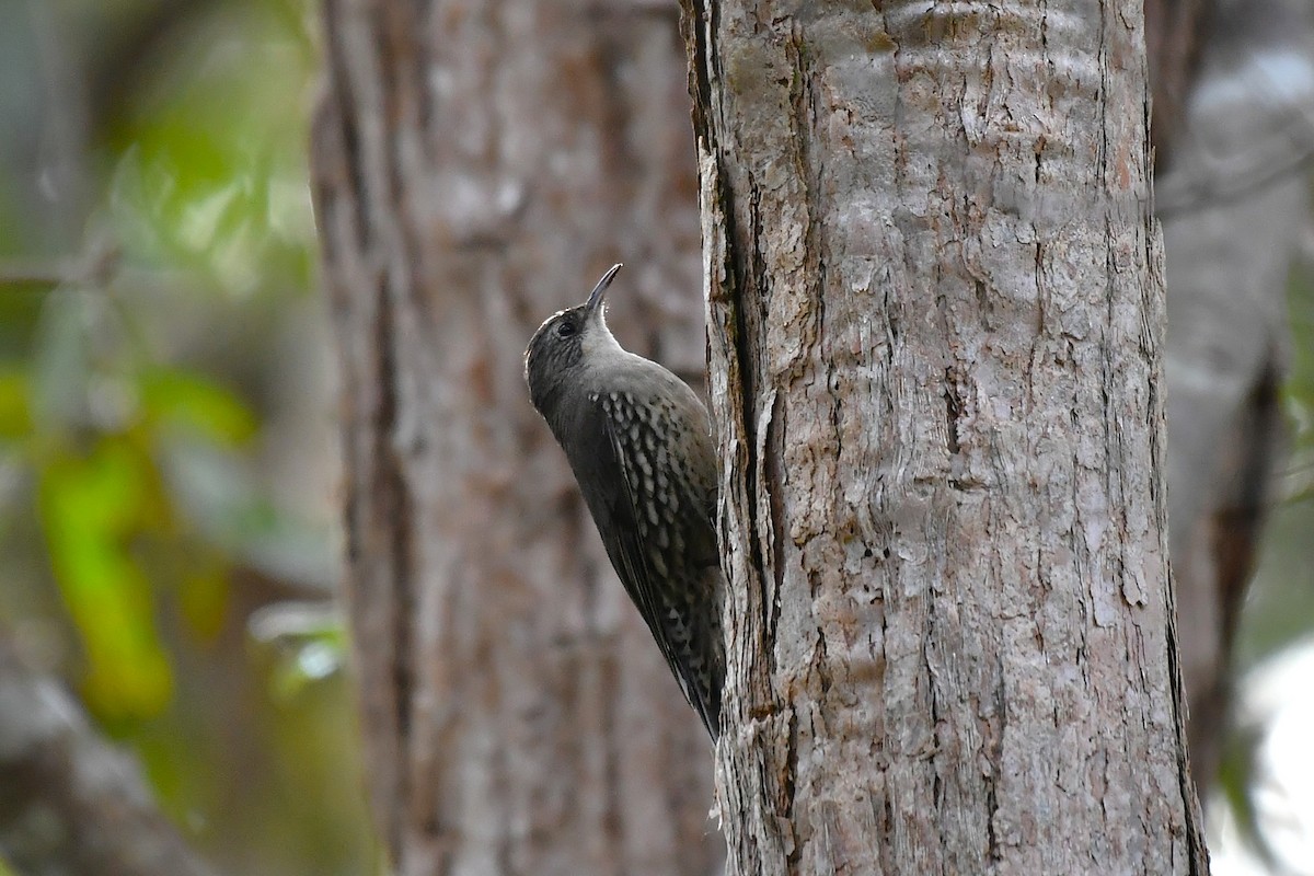 White-throated Treecreeper - ML638929354