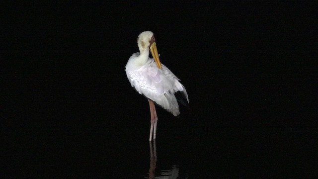 Yellow-billed Stork - ML638929355
