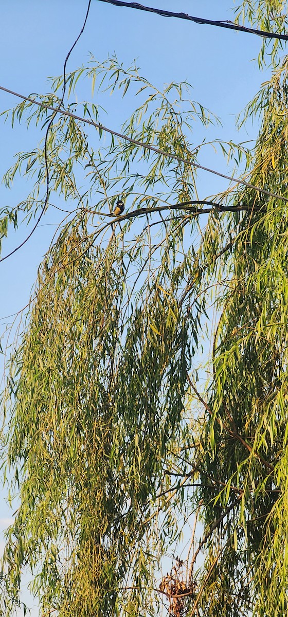 Great Tit - ML638929360