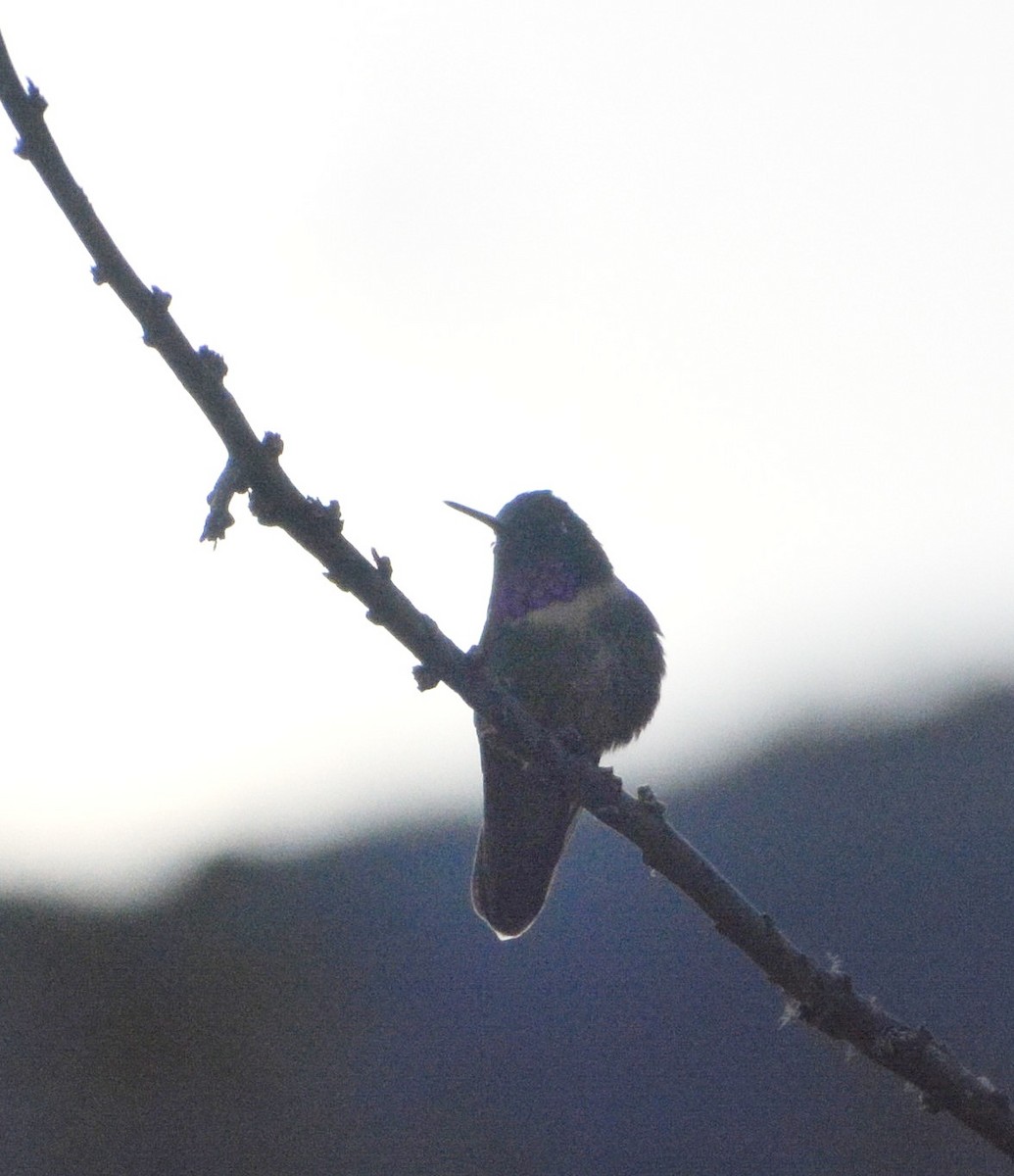 Amethyst-throated Sunangel - ML638929395
