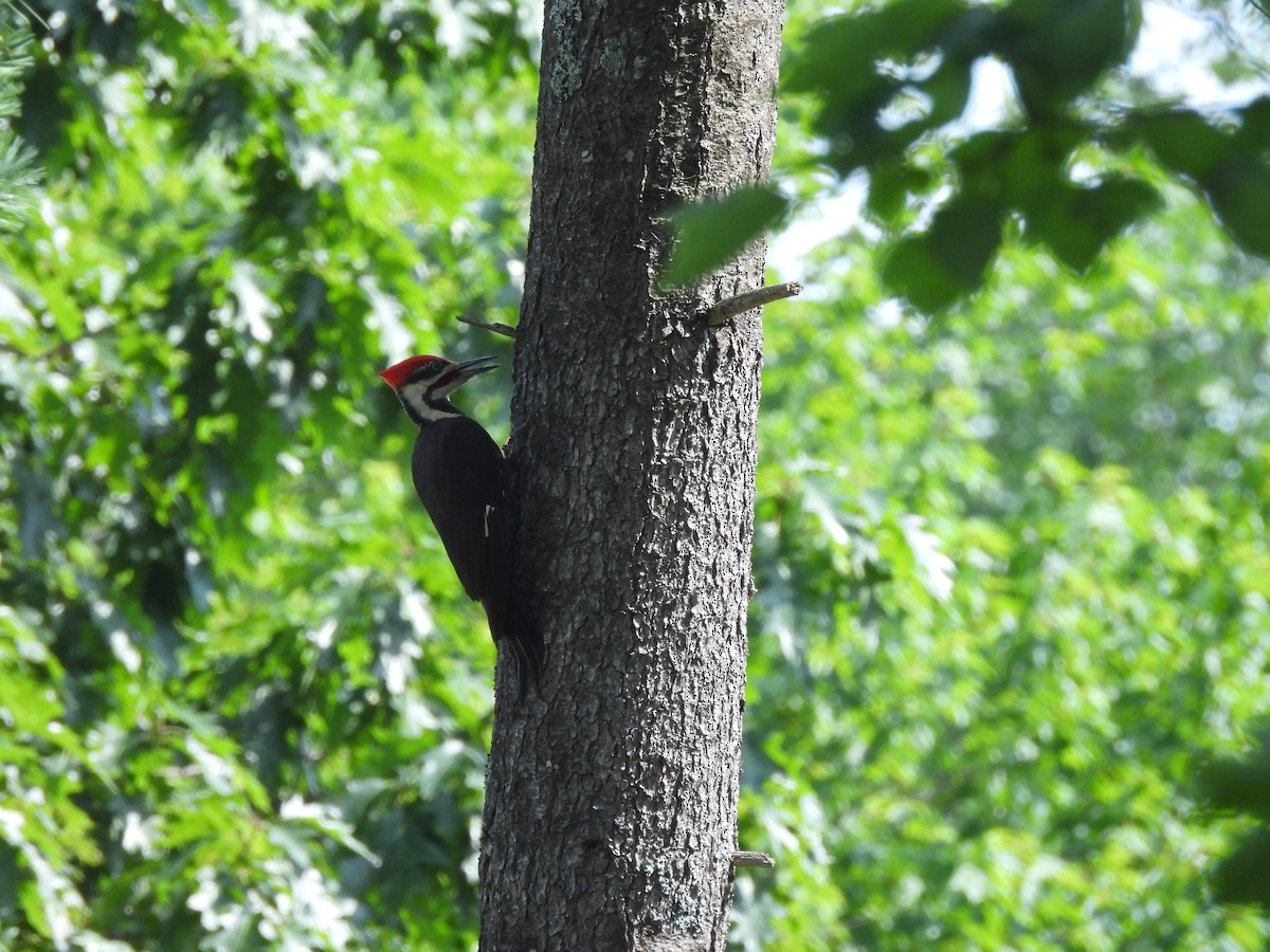 Pileated Woodpecker - ML638929404