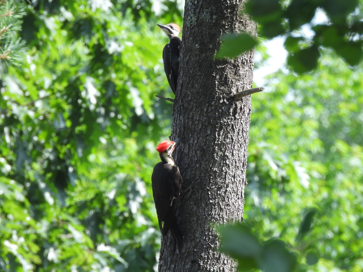 Pileated Woodpecker - ML638929405