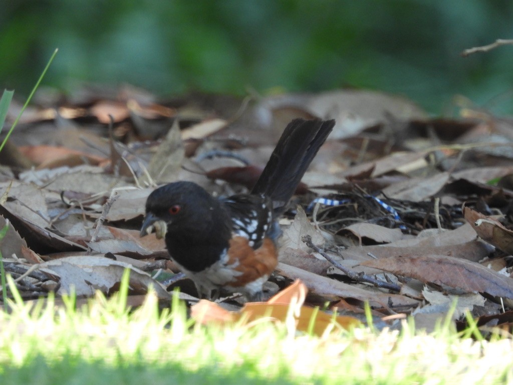 Spotted Towhee - ML638929410