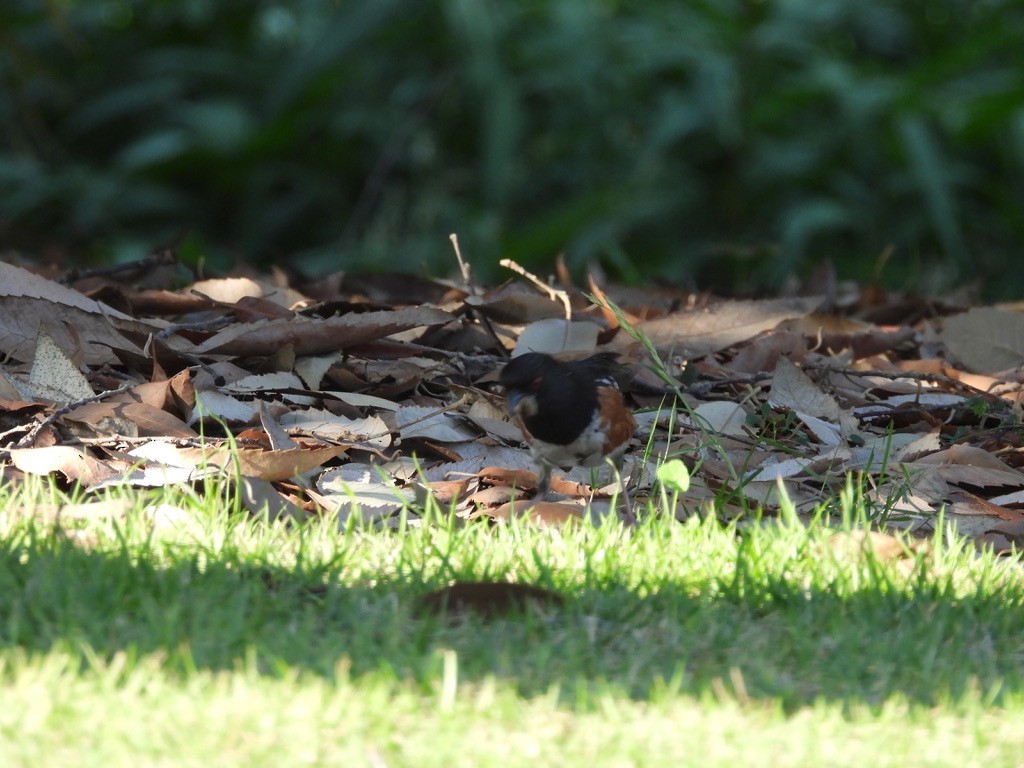 Spotted Towhee - ML638929411