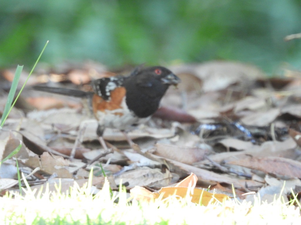 Spotted Towhee - ML638929413