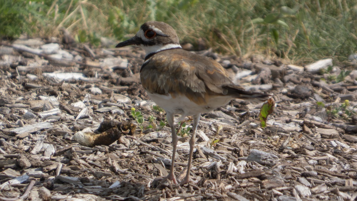 Killdeer - ML638929414