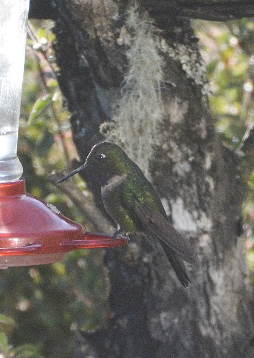 Amethyst-throated Sunangel - ML638929415