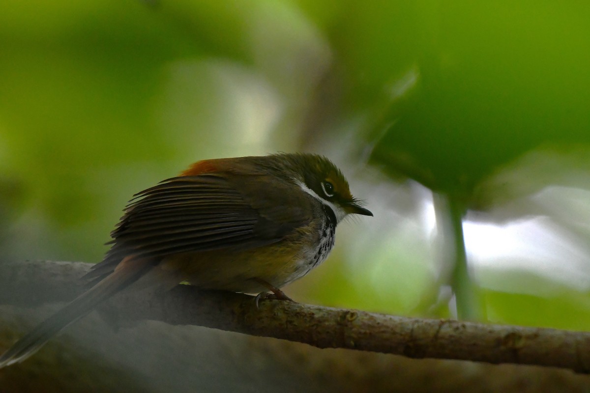 Australian Rufous Fantail - ML638929416