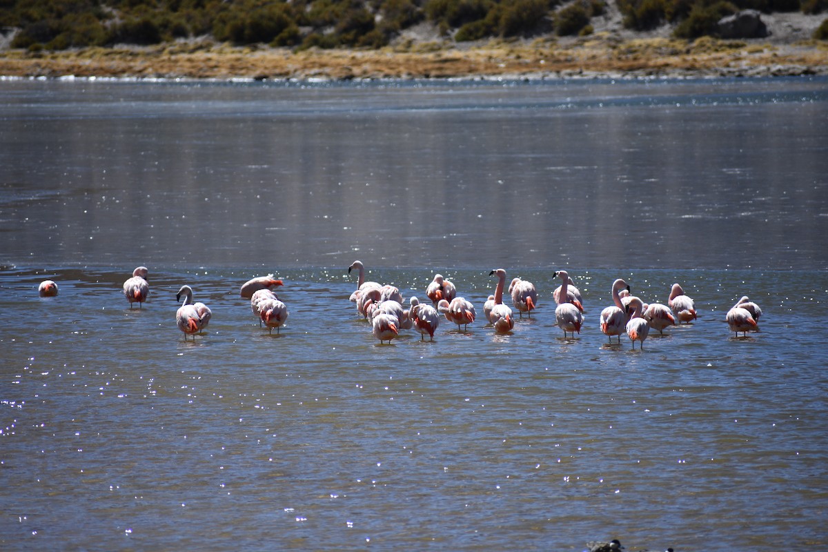Chilean Flamingo - ML638929417