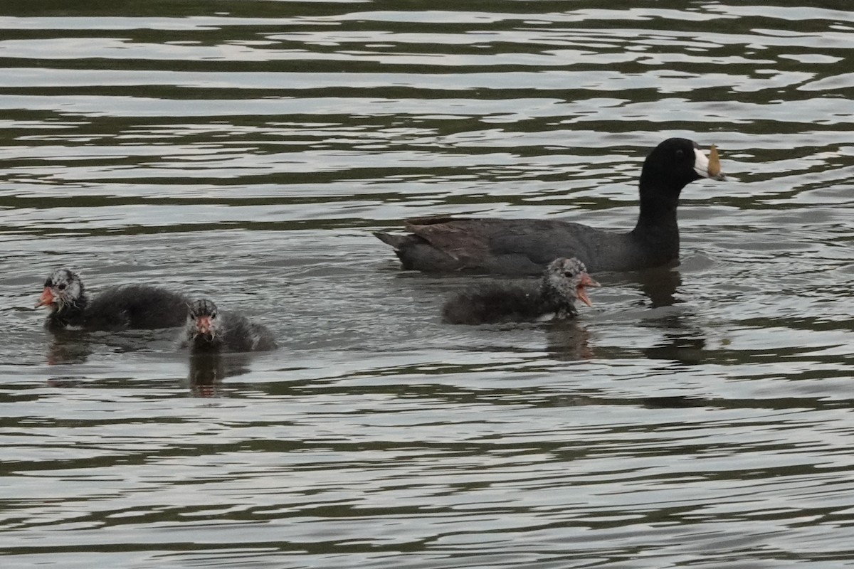 American Coot - ML638929418