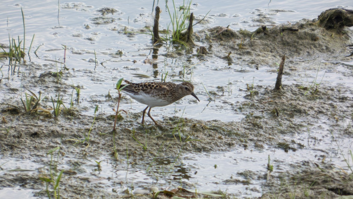 Least Sandpiper - ML638929419