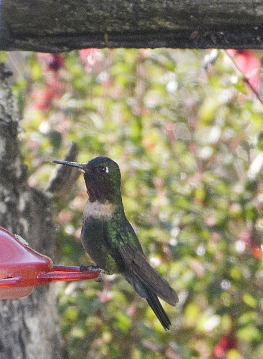 Amethyst-throated Sunangel - ML638929420