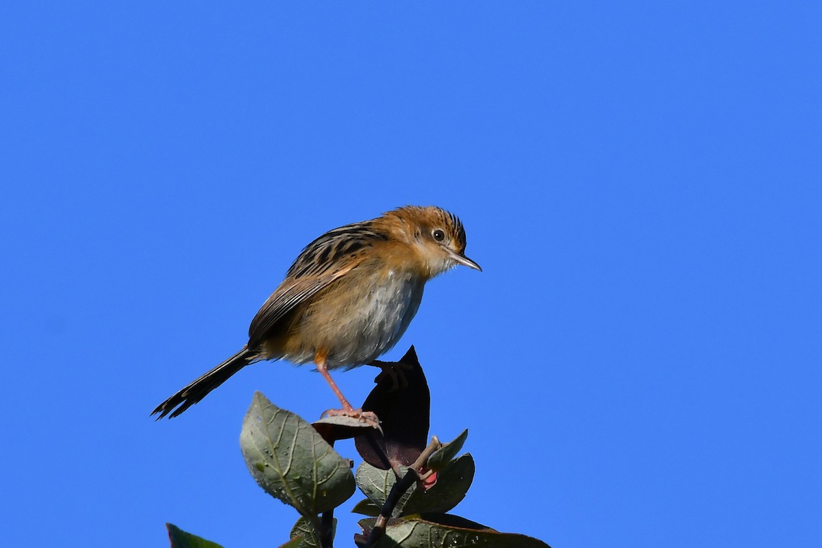 Golden-headed Cisticola - ML638929421