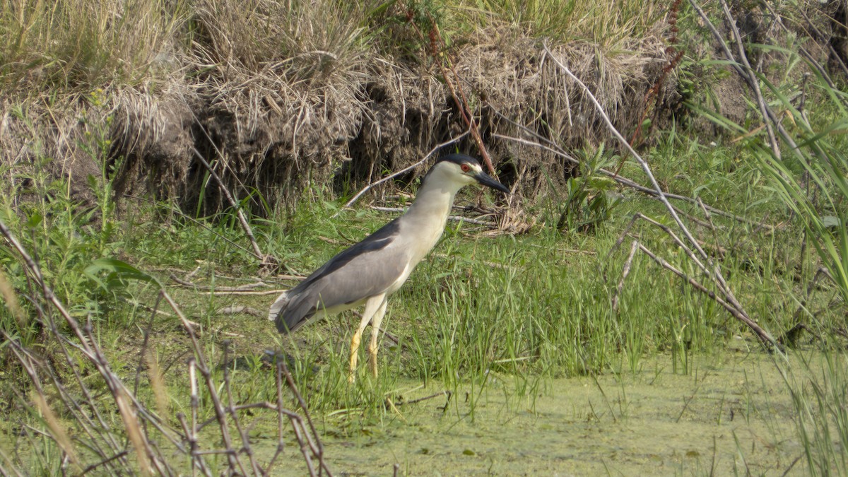Black-crowned Night Heron (American) - ML638929422