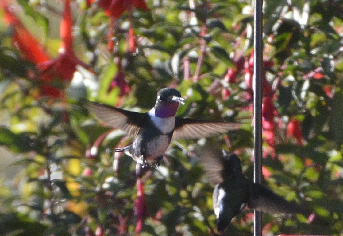 Amethyst-throated Sunangel - ML638929423