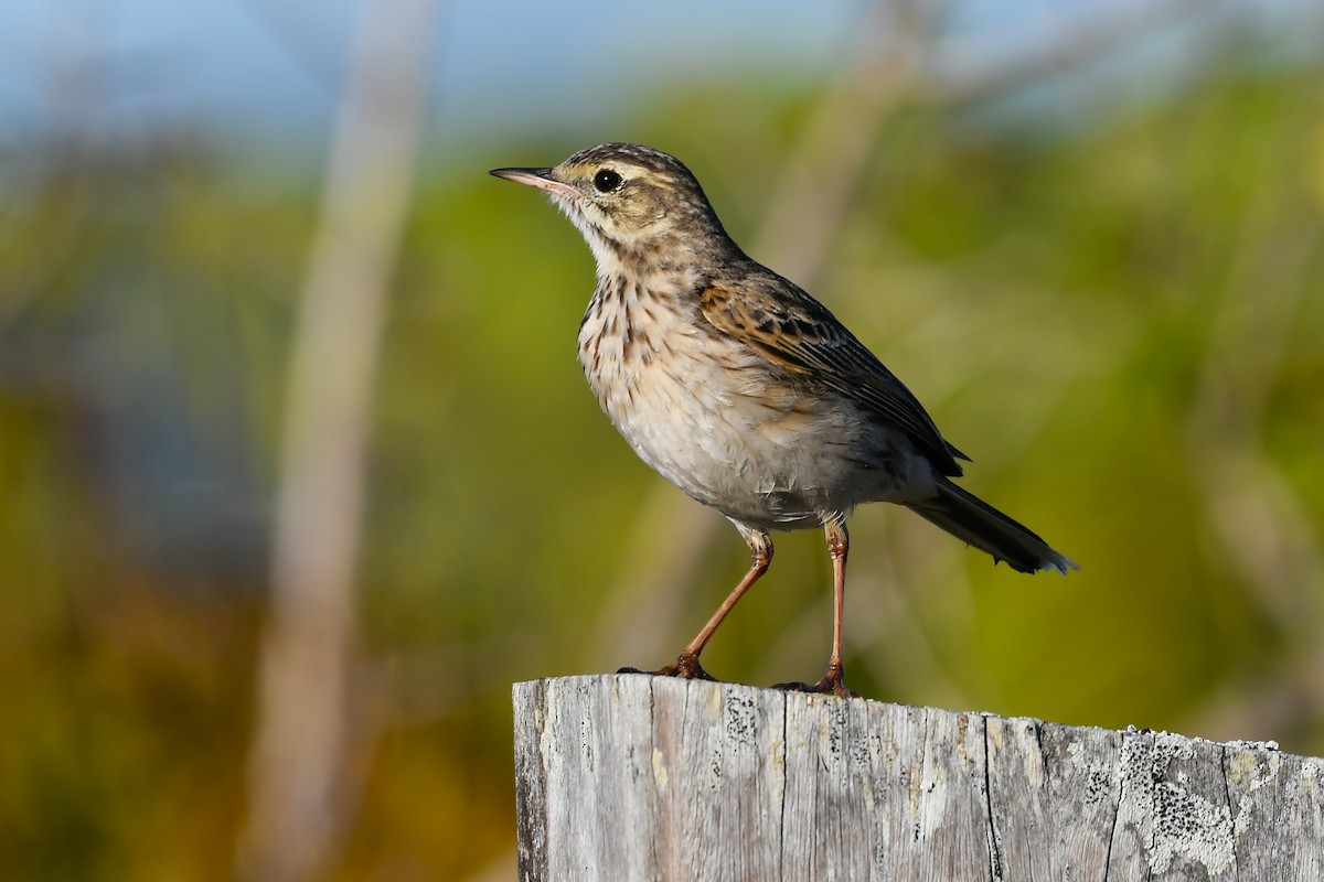 Australian Pipit - ML638929425