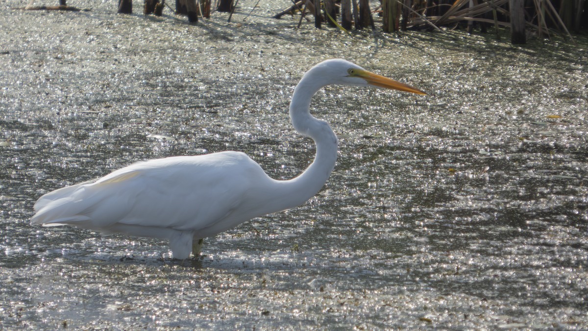 Great Egret - ML638929426