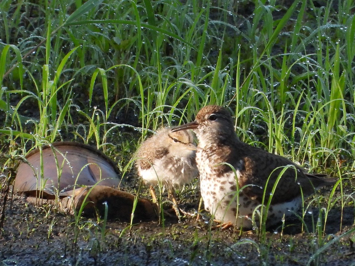 Spotted Sandpiper - ML638929427