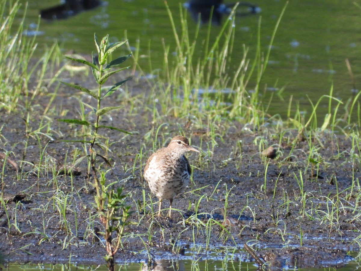 Spotted Sandpiper - ML638929428