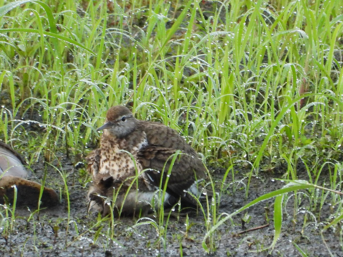 Spotted Sandpiper - ML638929429