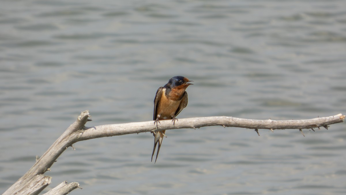 Barn Swallow (American) - ML638929432