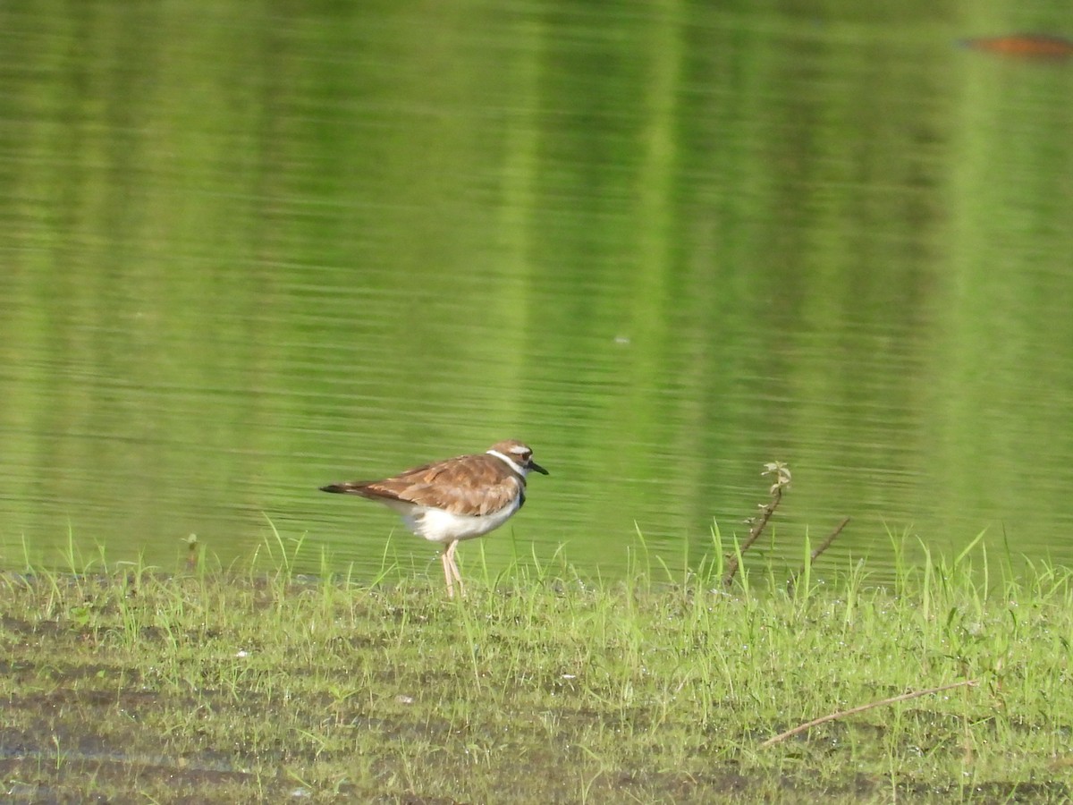 Killdeer - ML638929434