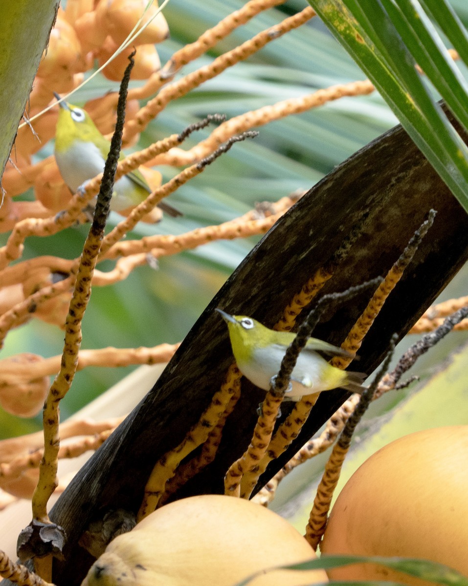 Indian White-eye - ML638929436