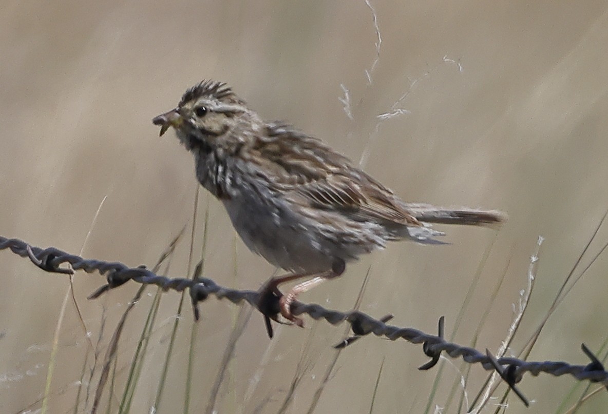 Brewer's Sparrow - ML638929439