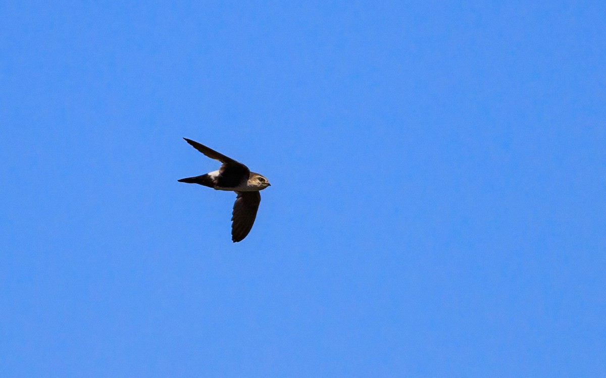 White-throated Swift - ML638929442