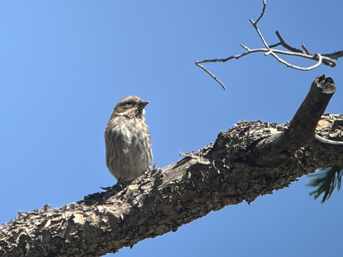 Cassin's Finch - ML638929445