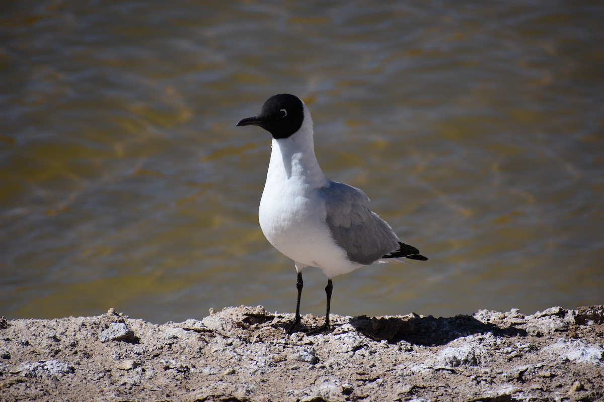 Andean Gull - ML638929453