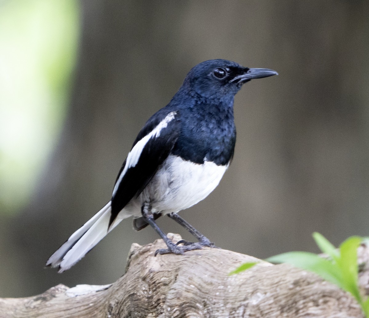 Oriental Magpie-Robin - ML638929454