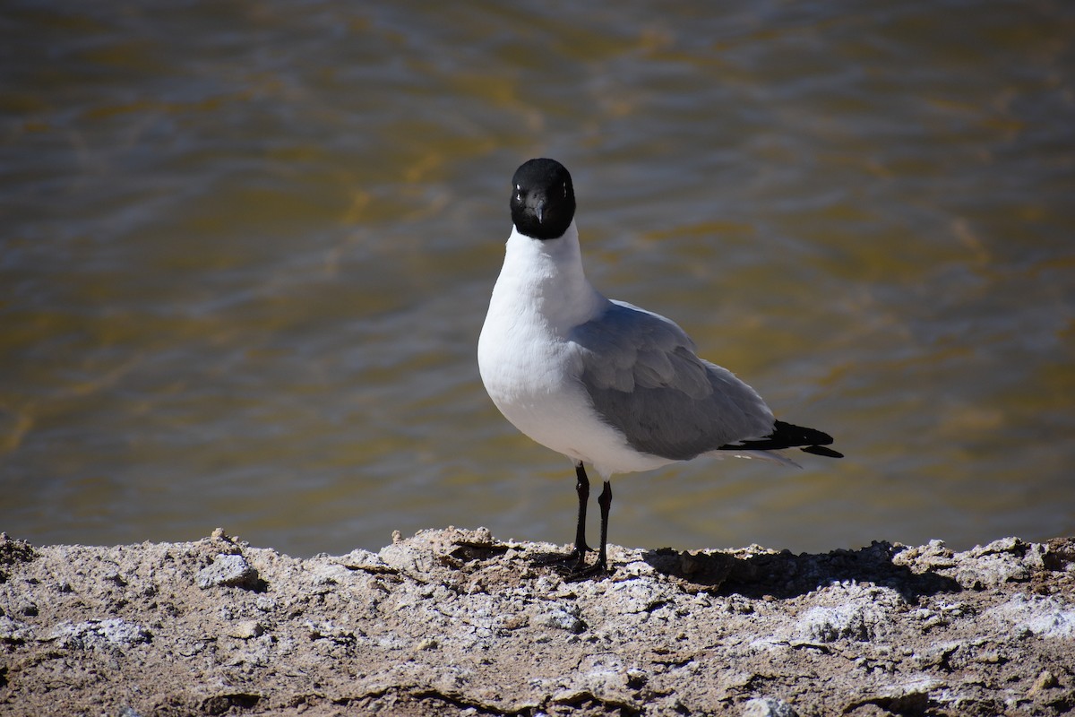 Andean Gull - ML638929455