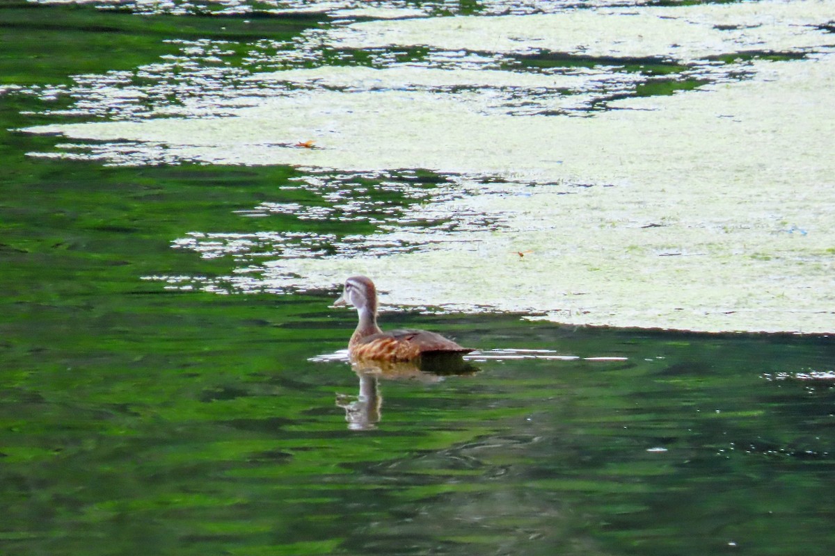 Canard branchu - ML638929467